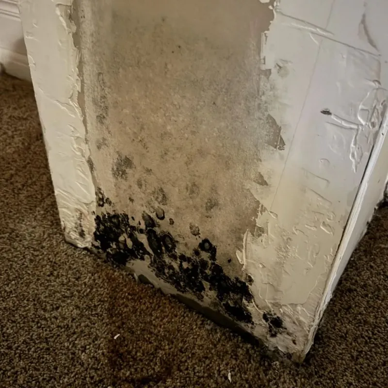Professional Mold Removal in Nance County, NE